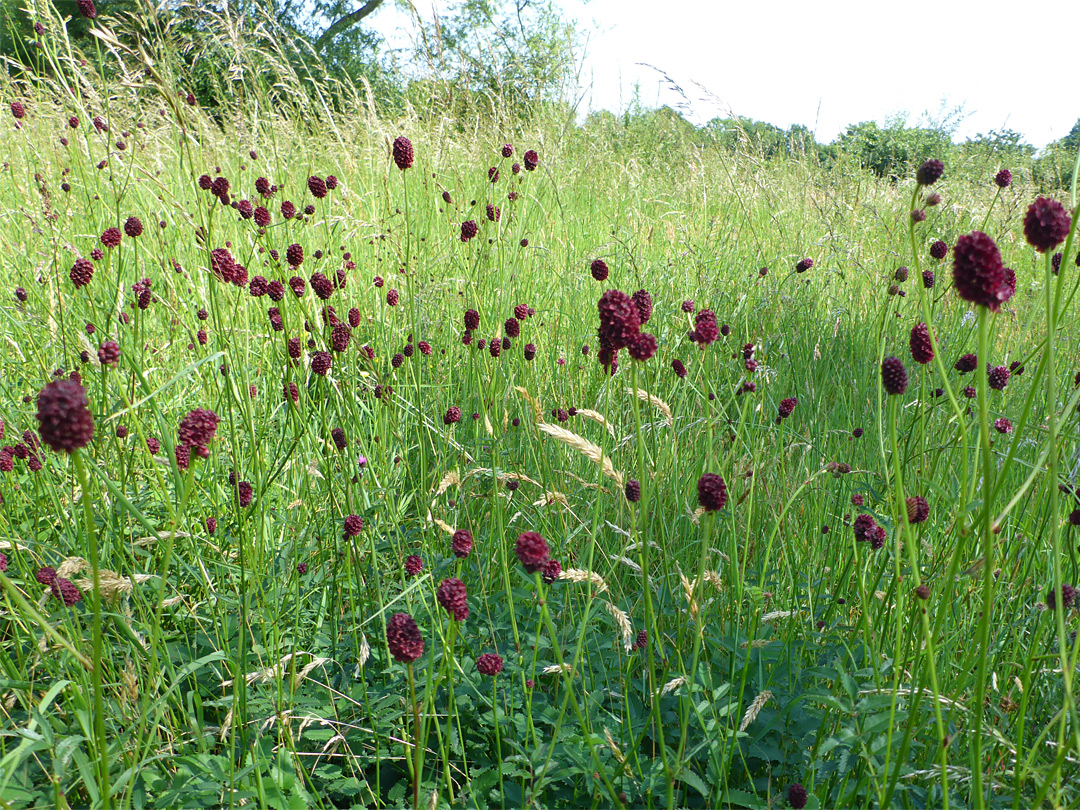 Many flowers