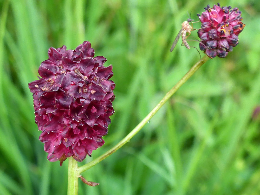 Two flower clusters