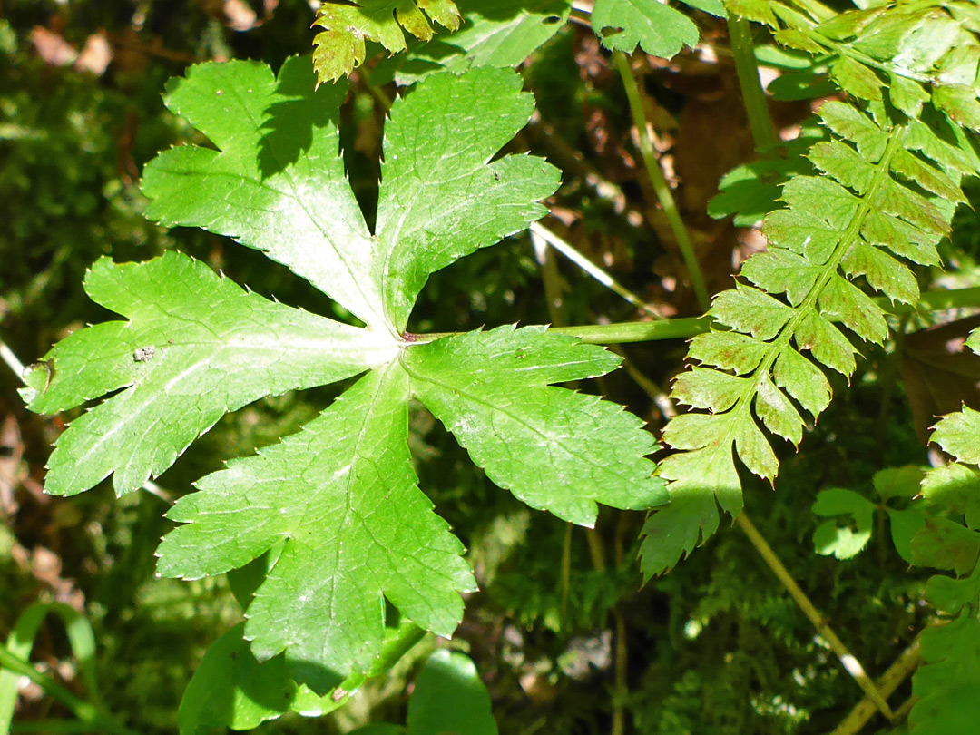 Lobed leaf