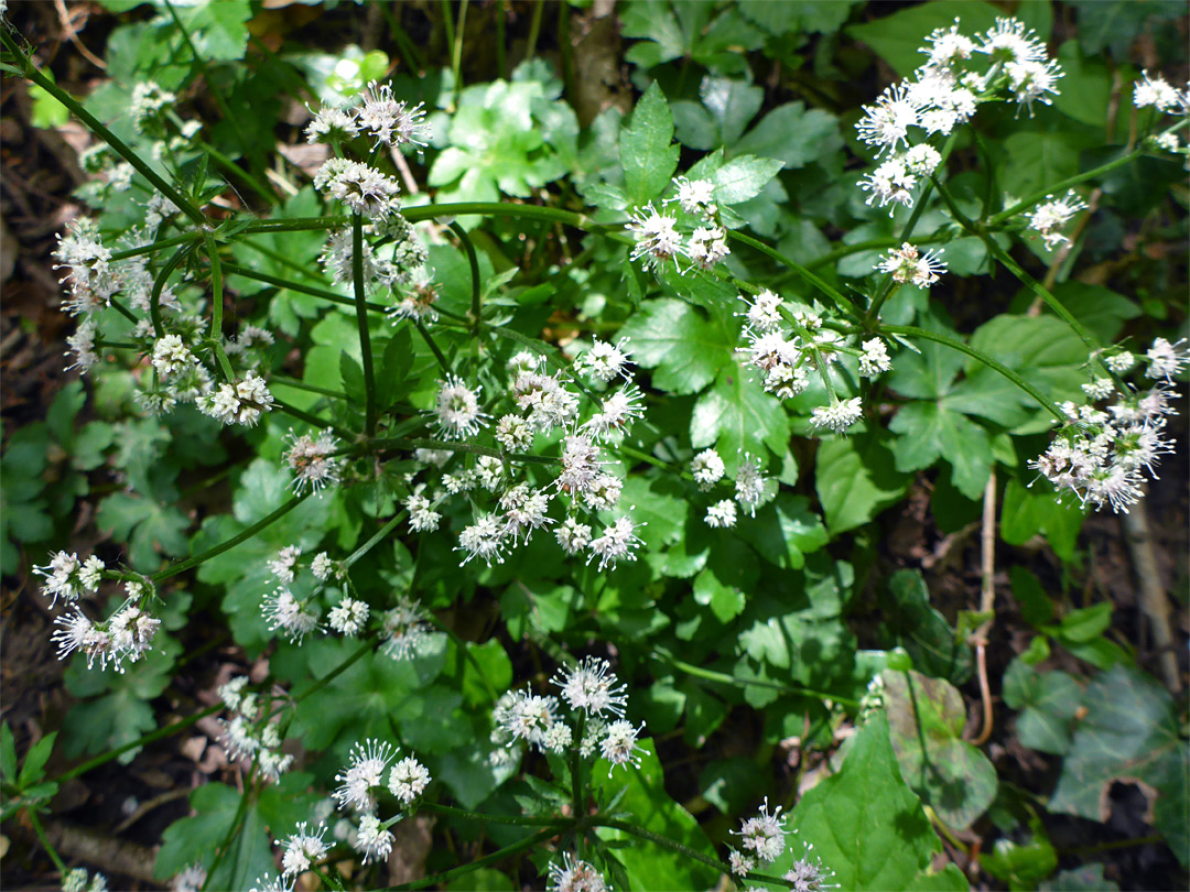 Many flowers