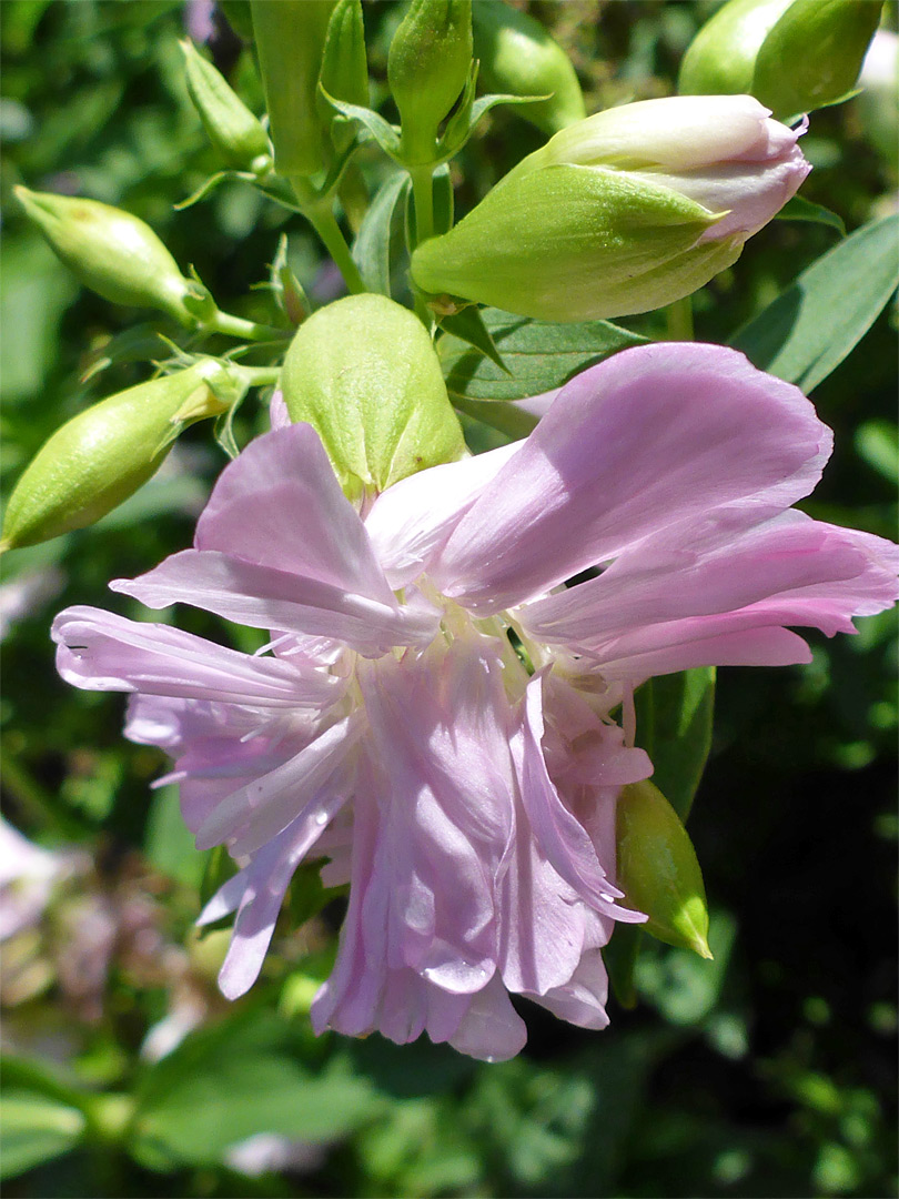 Flower and buds