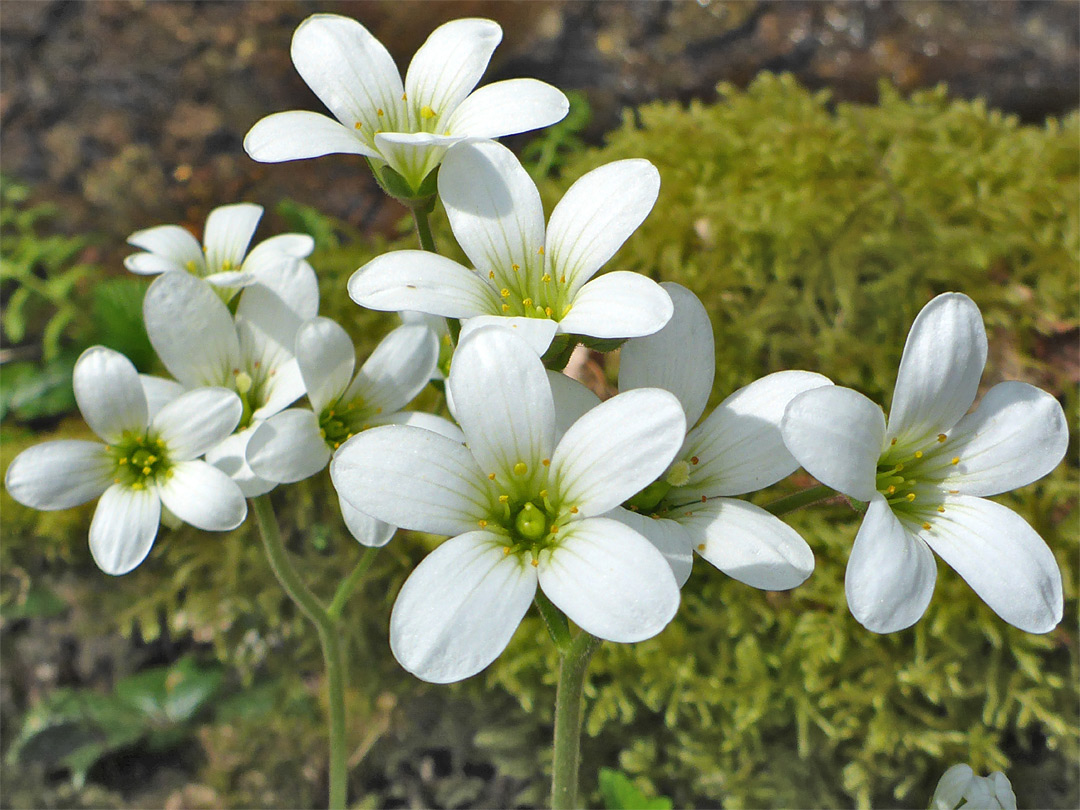 White flowers