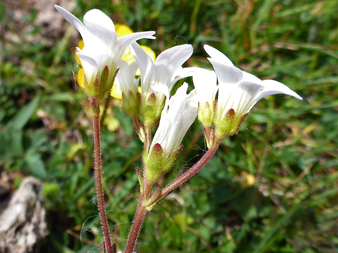 Hairy sepals and pedicels