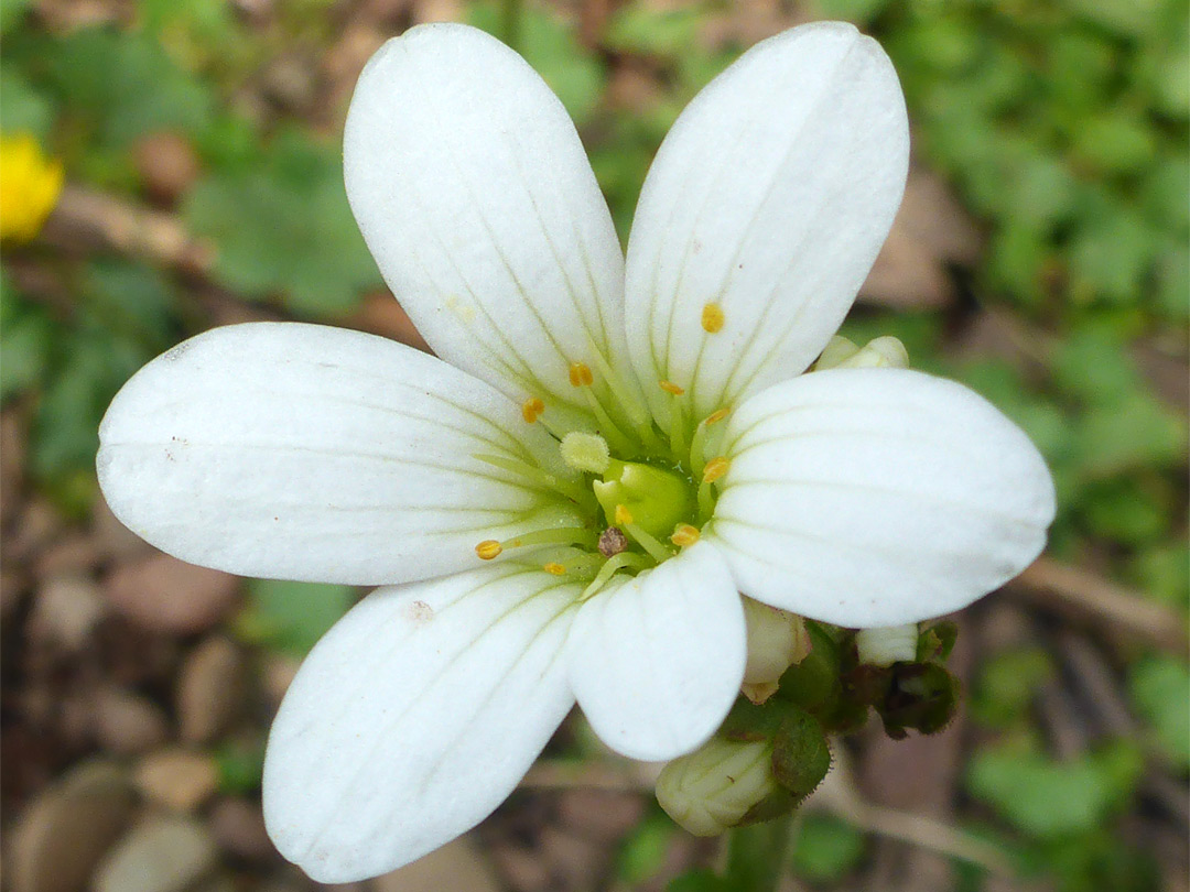 Six-lobed flower