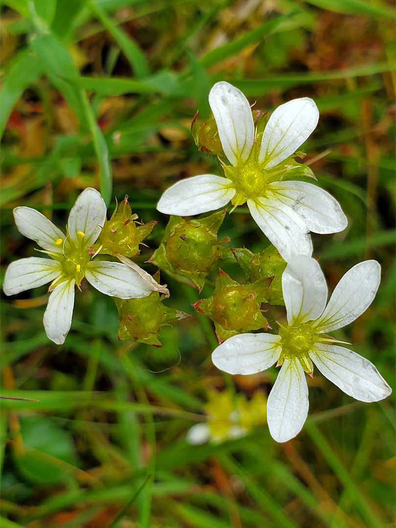 Three flowers