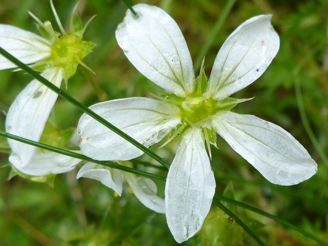 Veined white petals