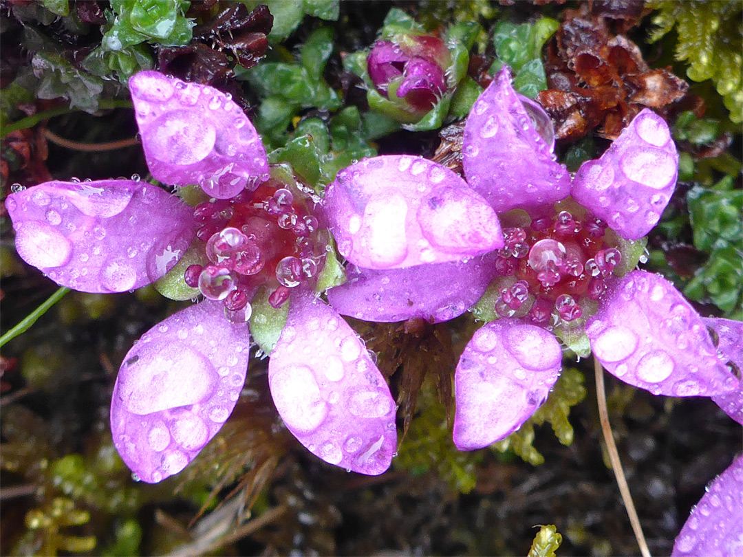 Purple saxifrage