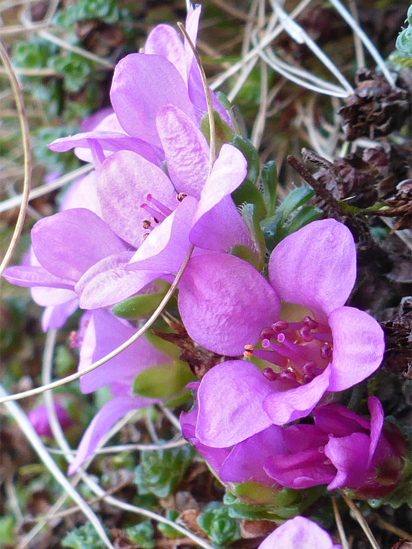 Group of flowers