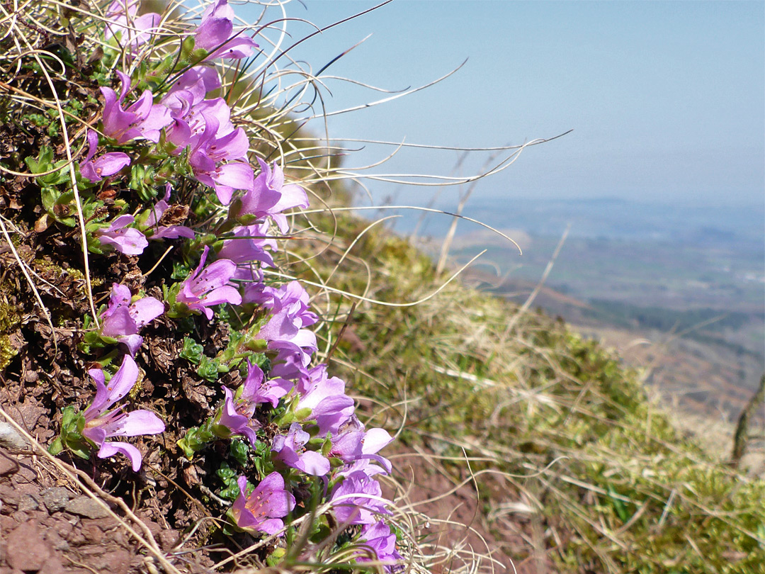 Plants on a hillside