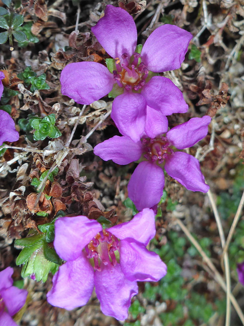 Three flowers