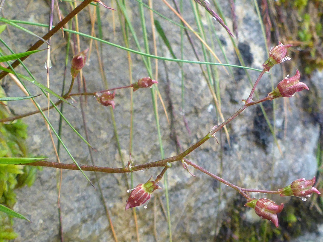 Petal-less flowers