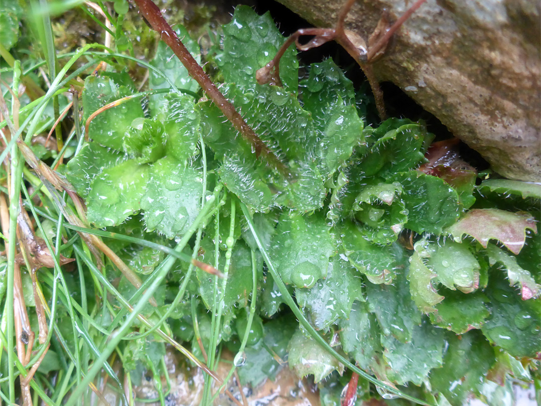 Basal leaves