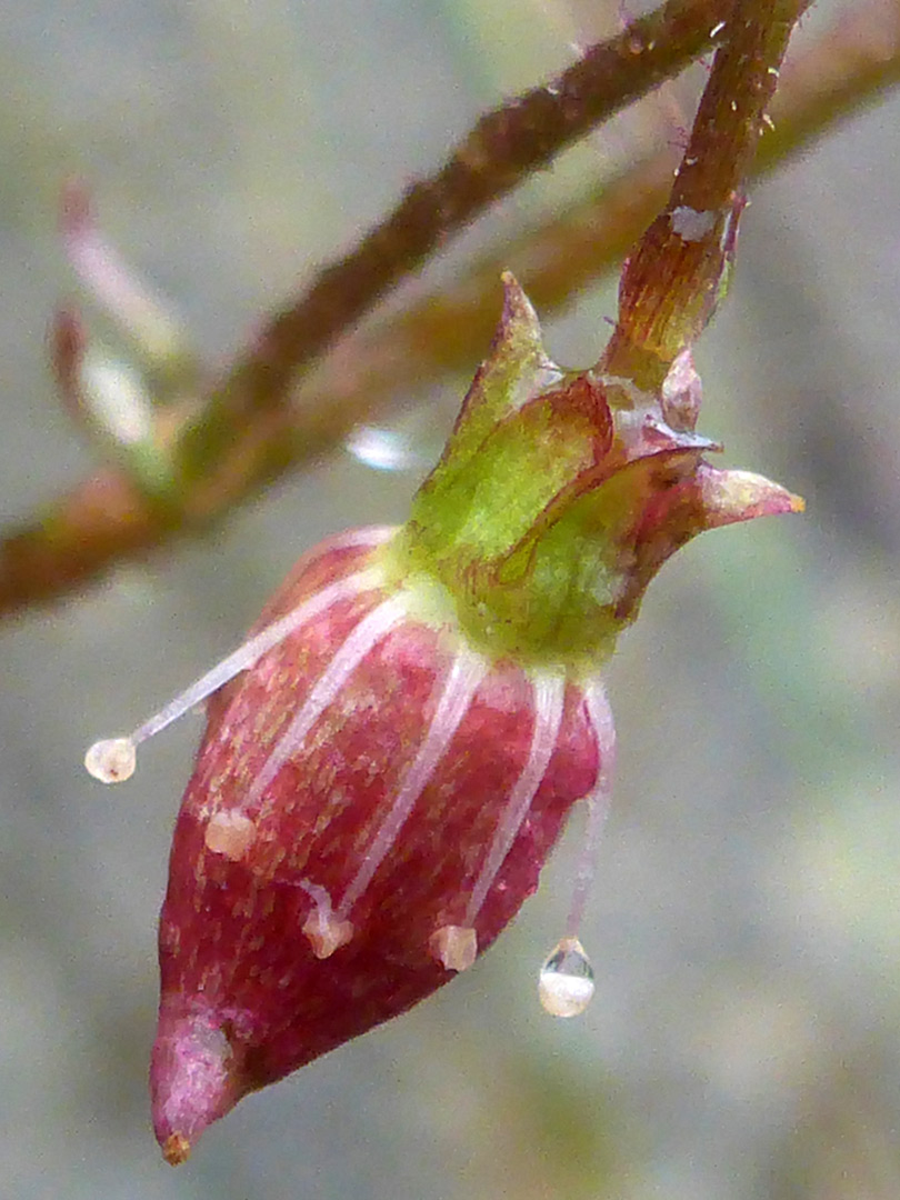 Sepals and stamens