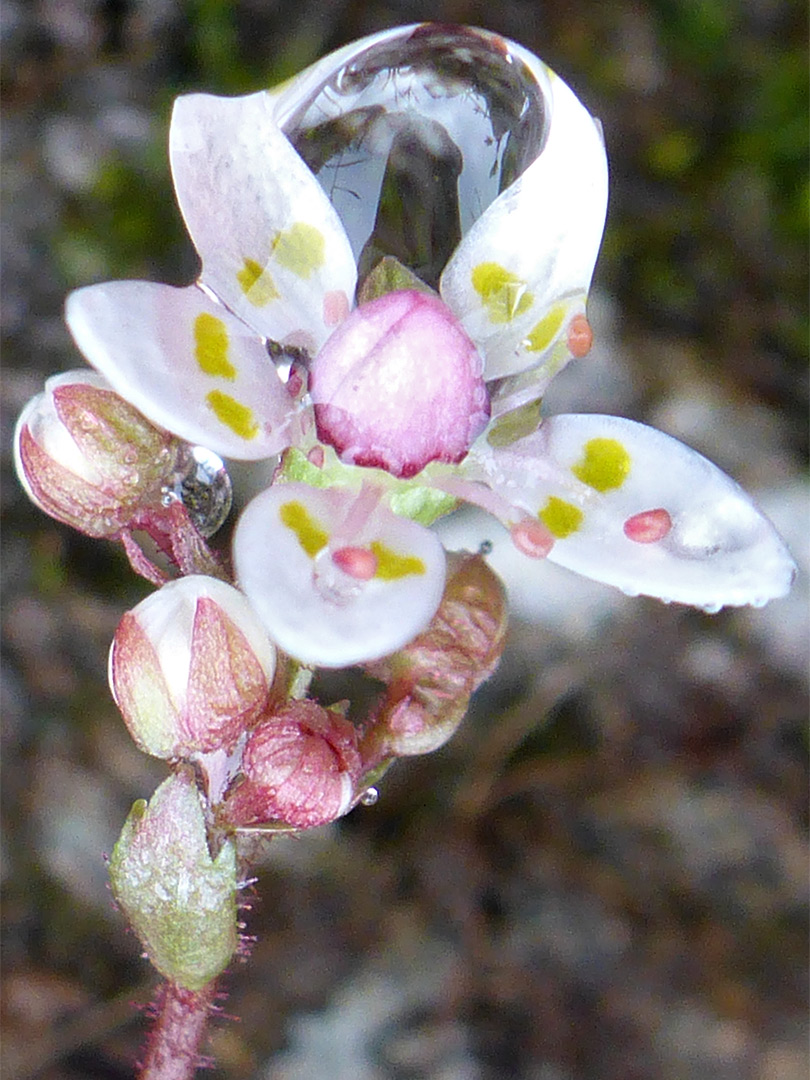 Raindrop on a flower