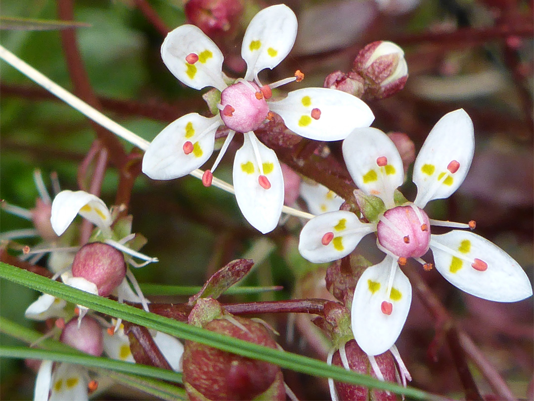 Flower cluster