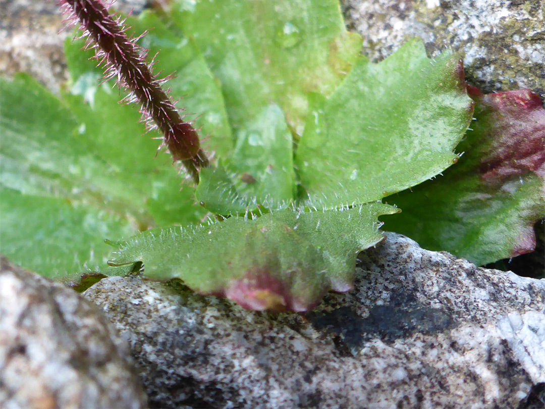 Basal leaves