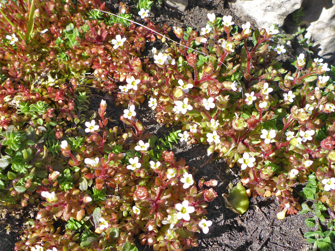 Many small white flowers