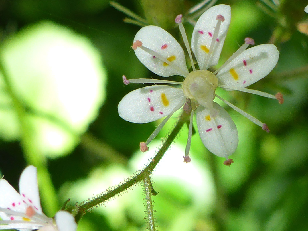 Spotted petals