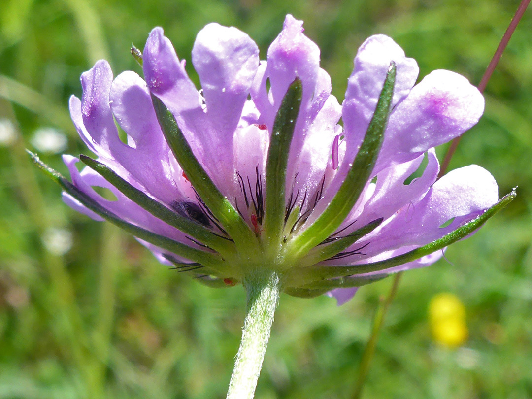 Base of a flower cluster