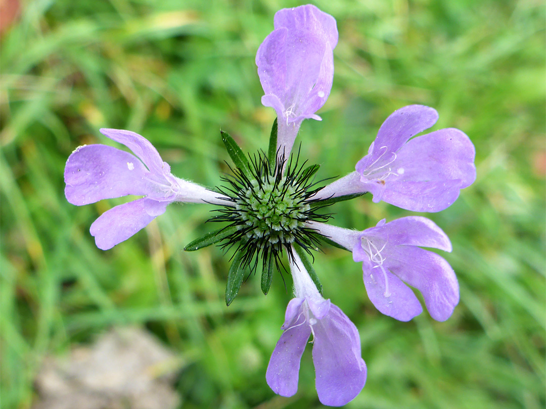 Flowers, sepals and bristles