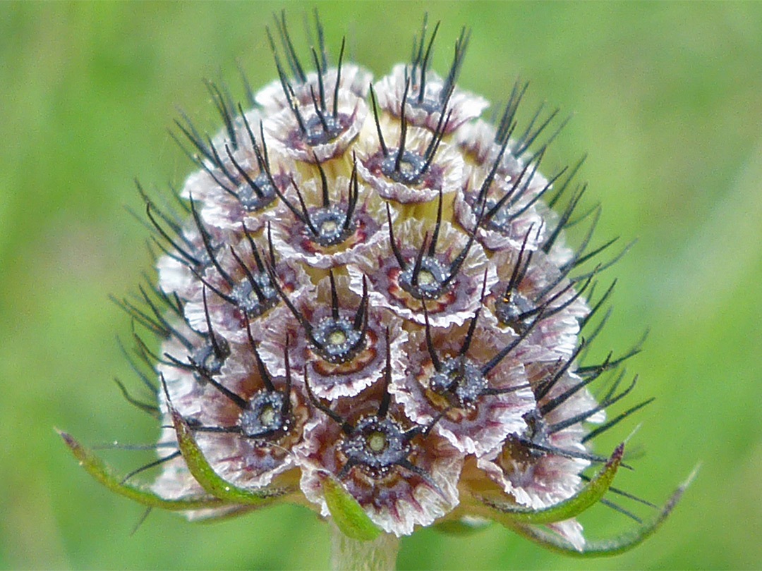 Small scabious