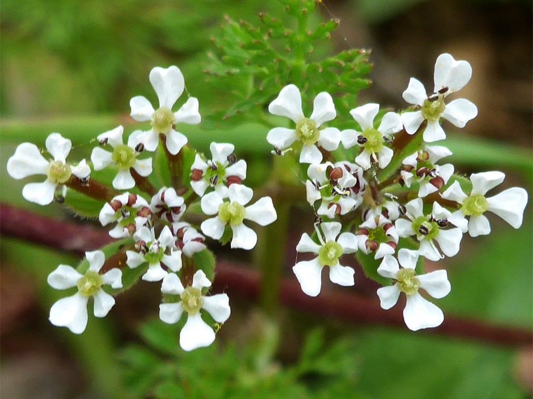 Five-petalled flowers