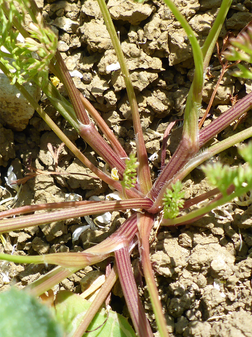 Striped, purplish stems