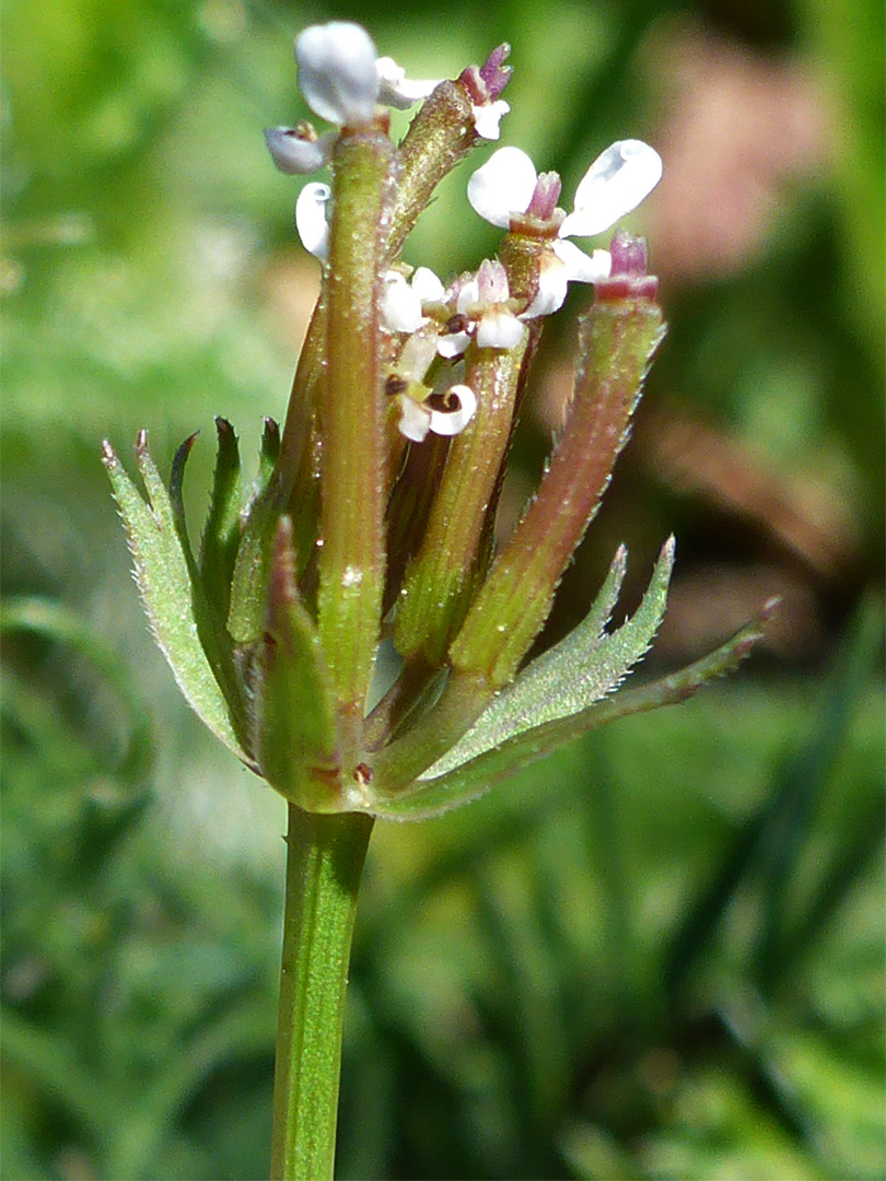 Inflorescence