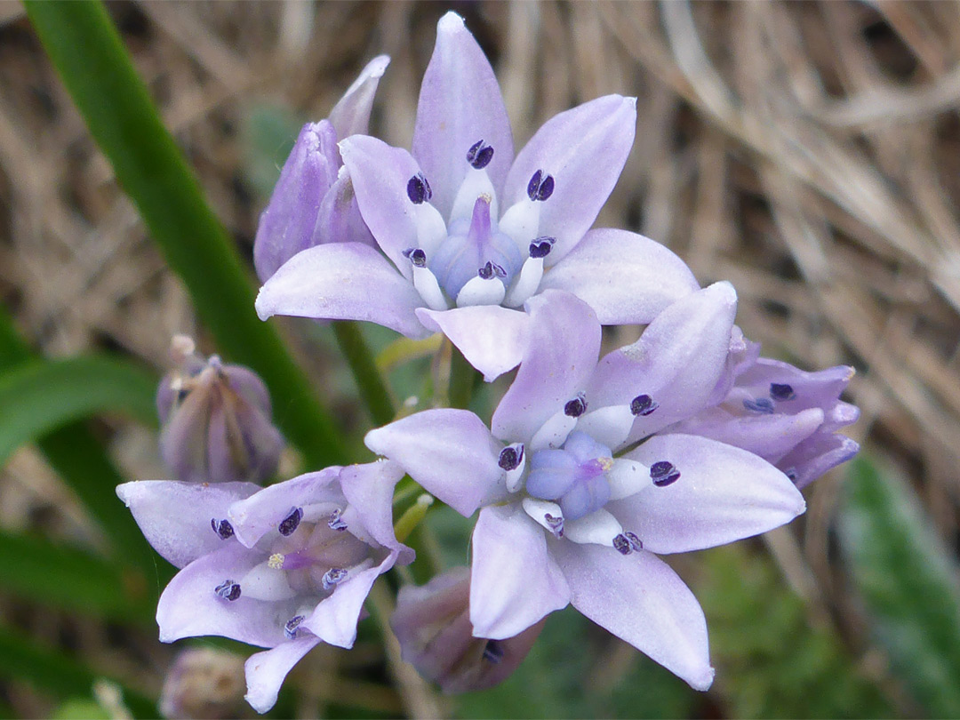 Two fully open flowers