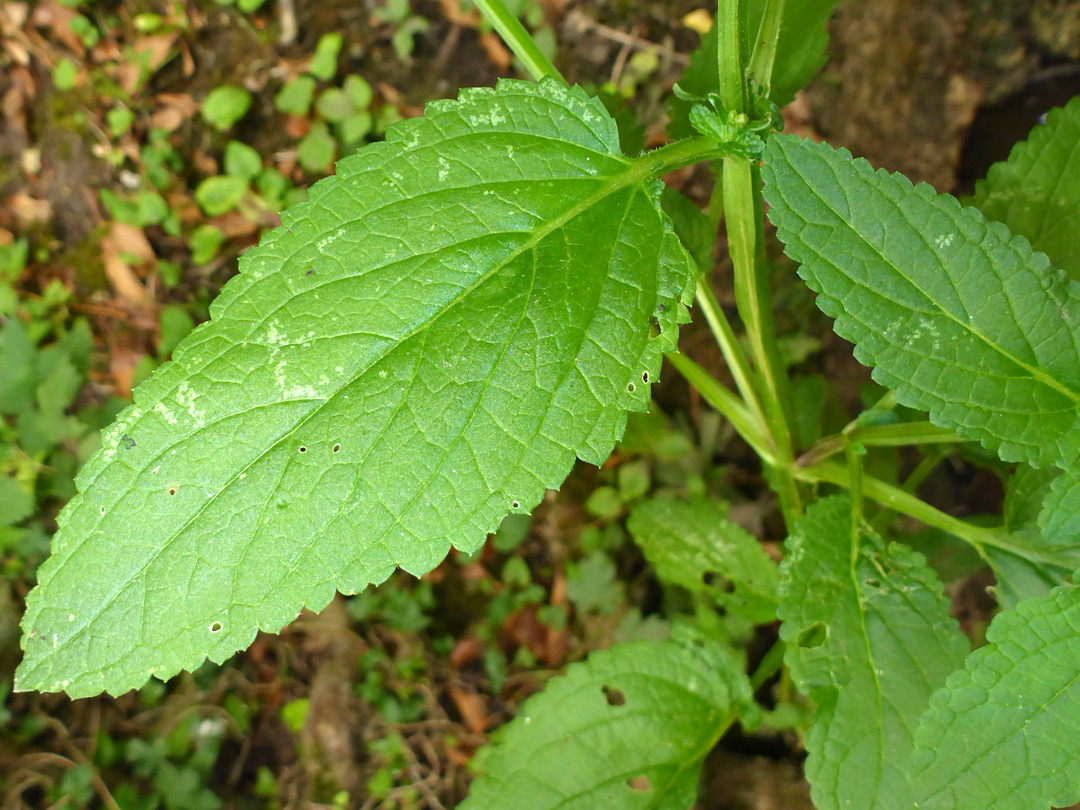 Toothed leaves