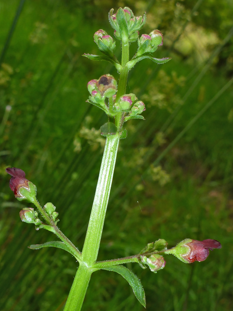 Top of a stem