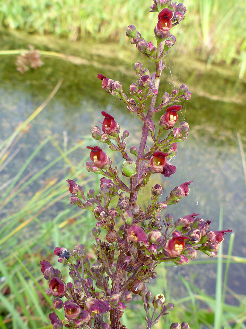 Many red flowers