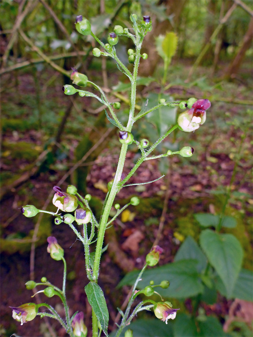 Figwort