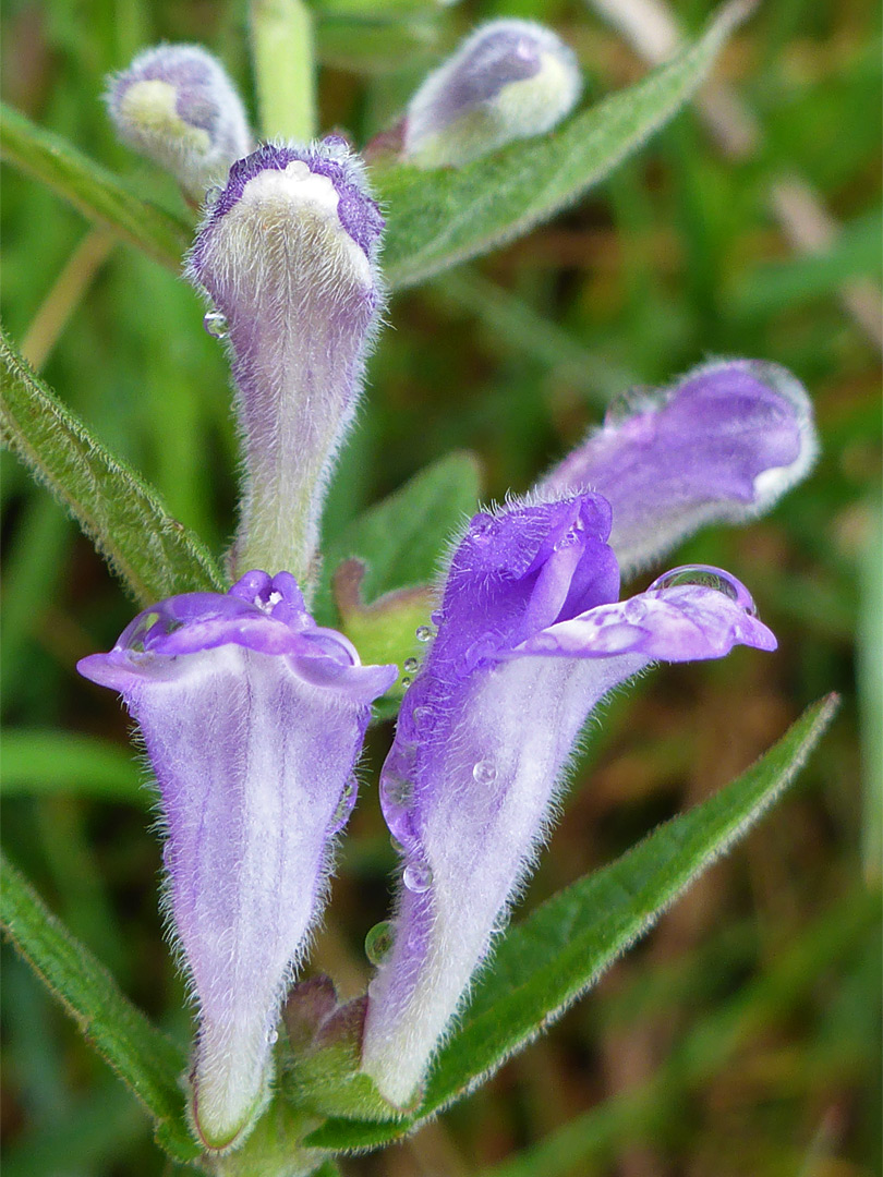 Common skullcap