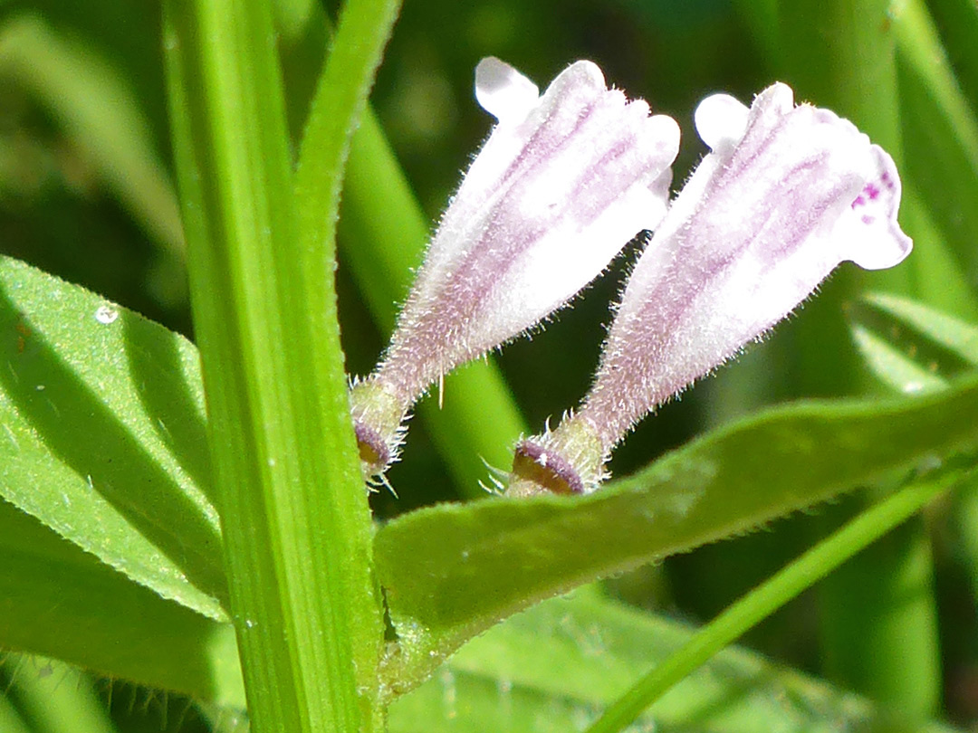 Two pale pink flowers