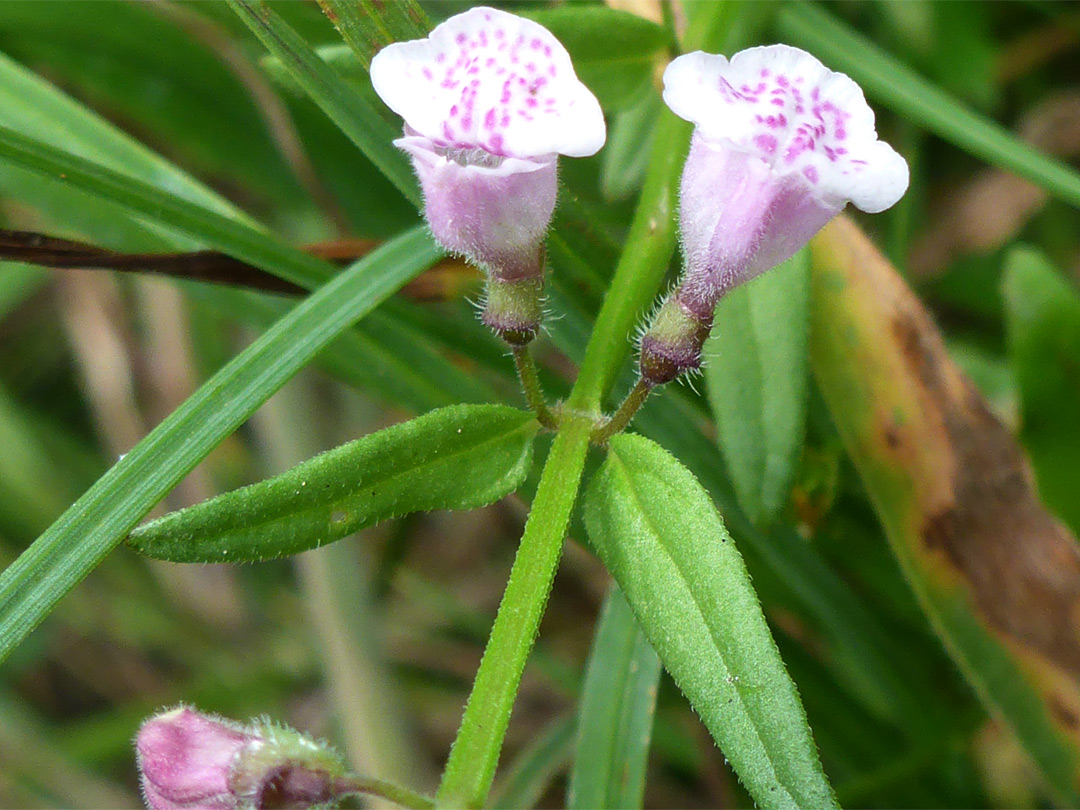 Lesser skullcap