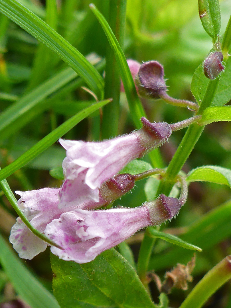 Pale pink flowers