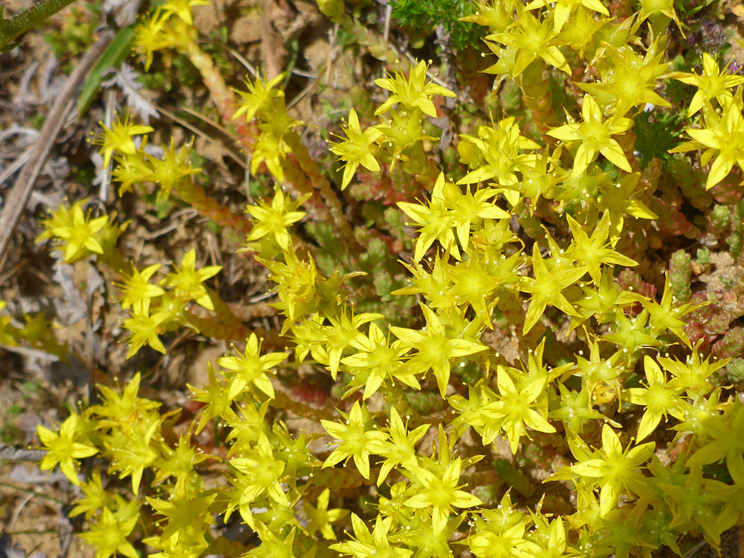 Yellow flowers