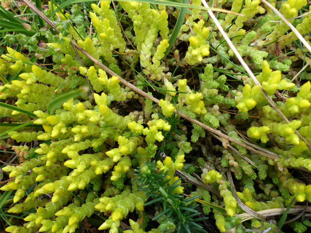 Clustered stems