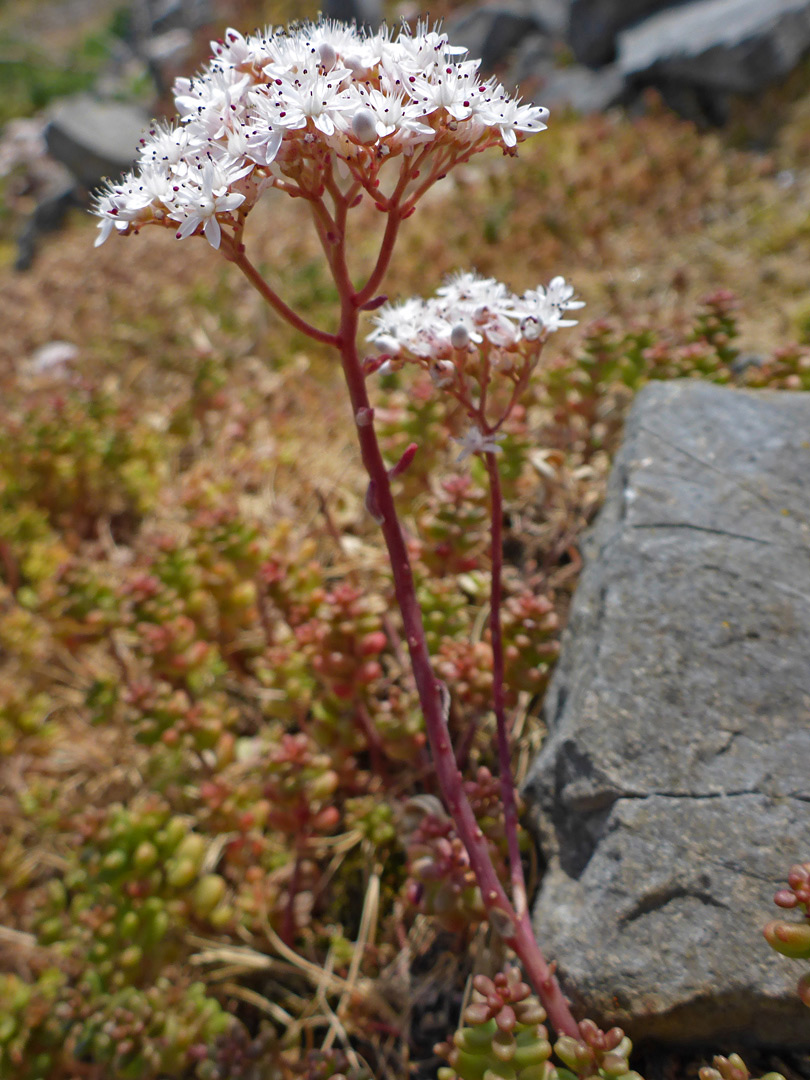 Branched inflorescence