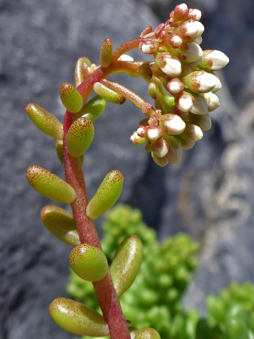 Developing flowers