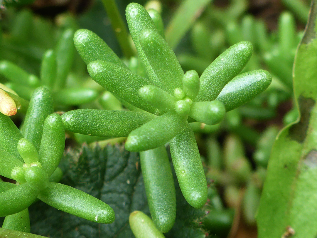 Cylindrical leaves