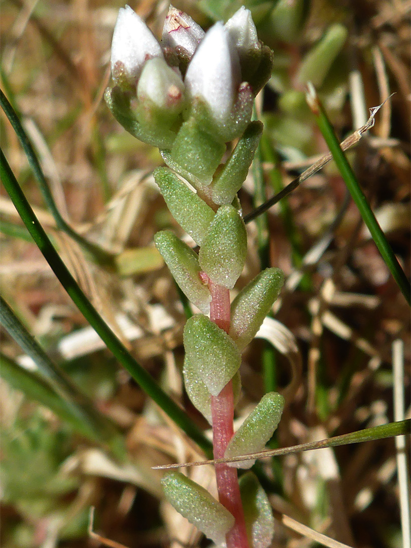 Ovate leaves