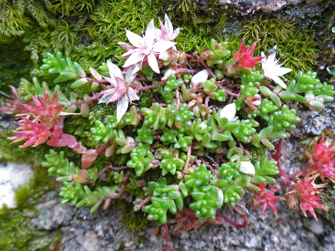 Flowers and leaves