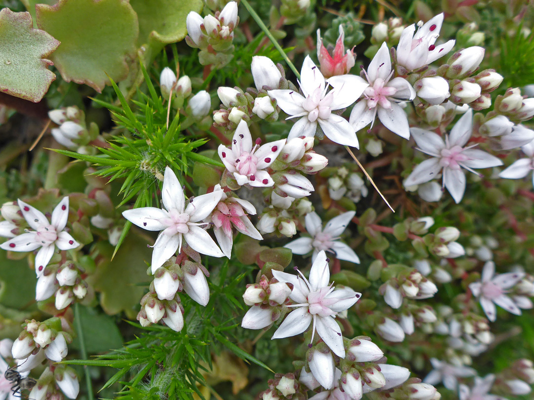 White flowers