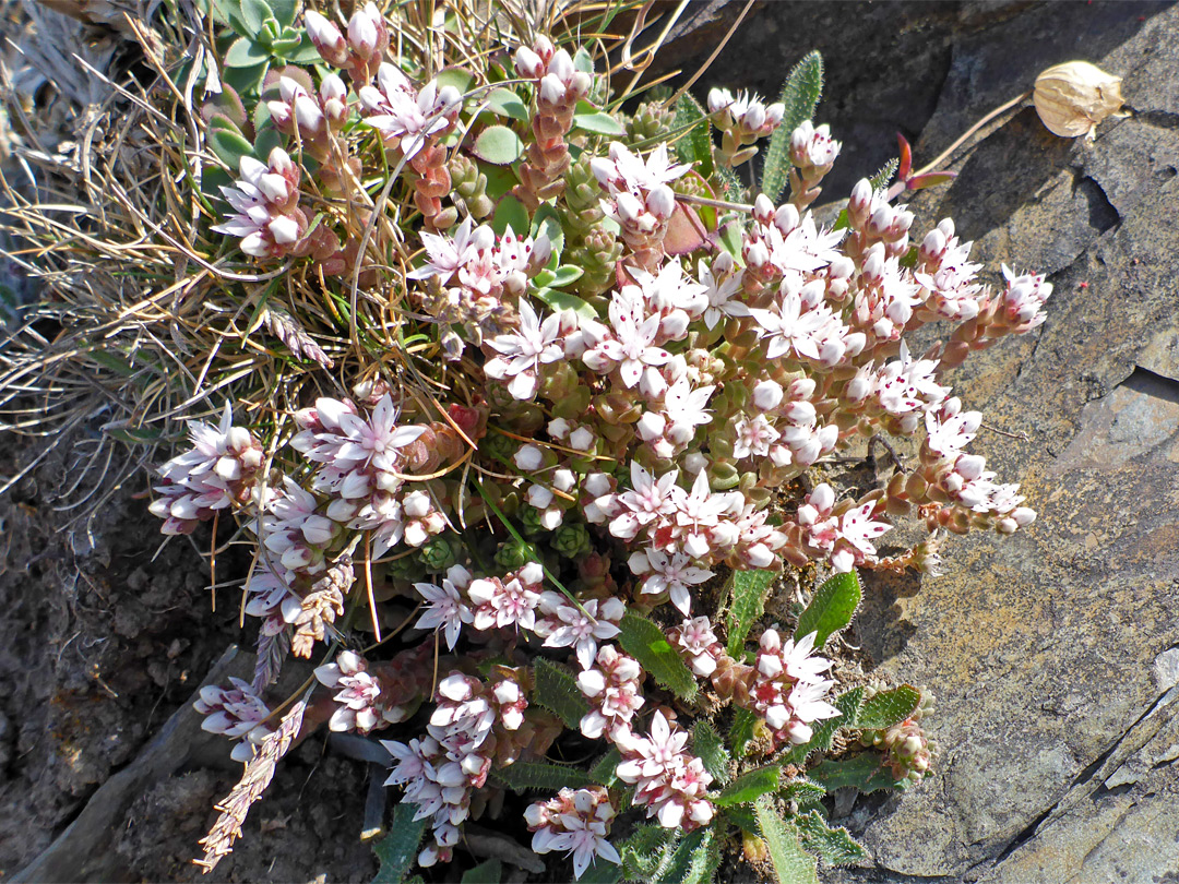 English stonecrop