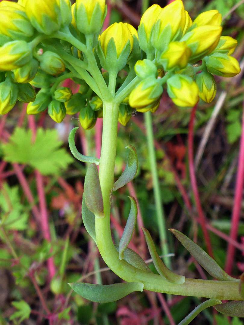 Light green calyces