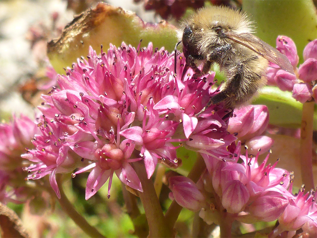 Bee on flowers