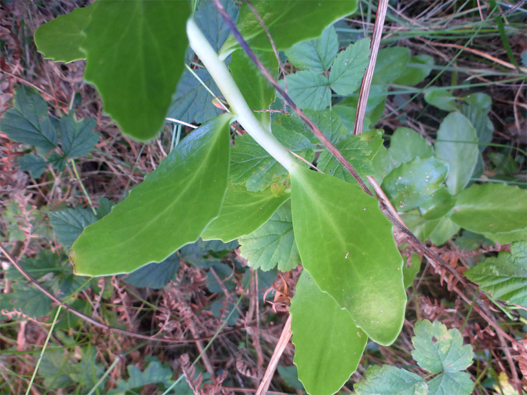 White stem and green leaves