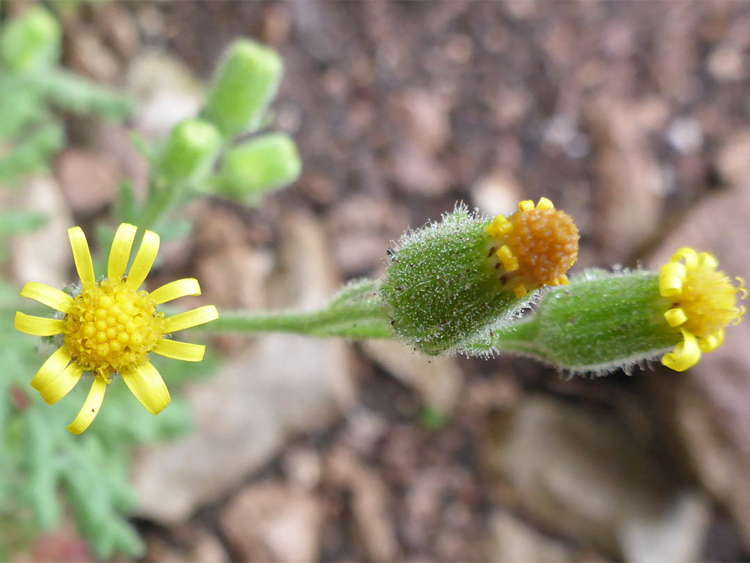 Flowerheads